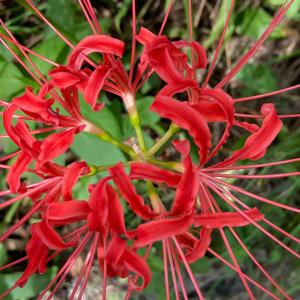 農家直送【小さな彼岸花 球根 1球】曼珠沙華 リコリス 徳島産 手掘り モグラ対策 庭植え 丈夫 じっくり育てる楽しみ 赤花