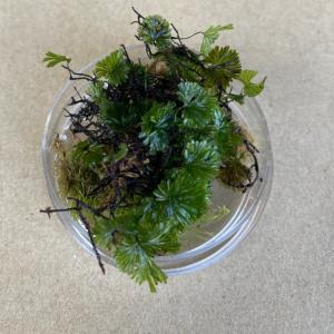 ウチワゴケ（5cmシャーレ）シダ植物