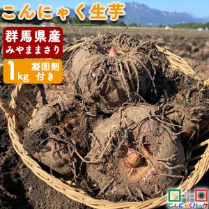 ランキング1位獲得！【2023年 秋収穫｜期間限定】こんにゃくパーク こんにゃく芋 群馬県産 みやままさり 生芋こんにゃく 産地直送 1kg 凝固剤10gサービス