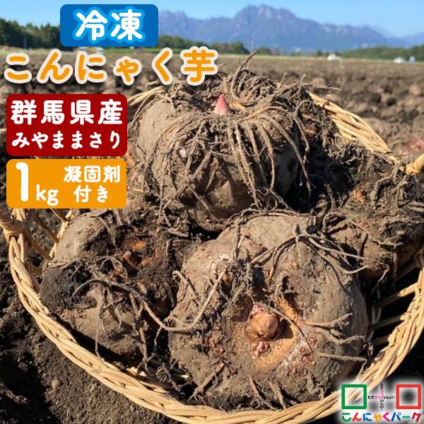 爆買限定+7％★2025年度秋冬収穫｜期間限定 こんにゃく芋 冷凍県産 みやままさり 生芋こんにゃく...