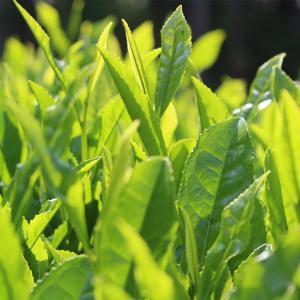 超微粉末 粉末緑茶 40g(農薬不使用栽培)の詳細画像3
