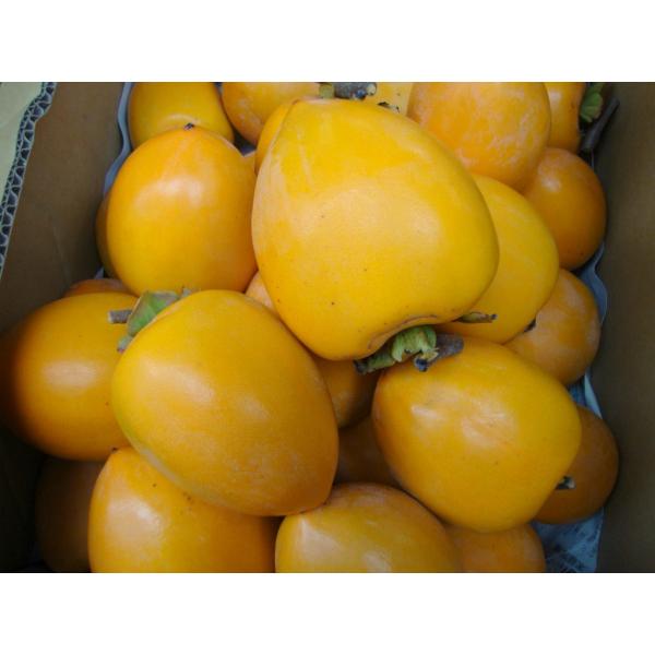 愛媛産　柿原の渋柿（小玉）　  10kg　　干し柿作りにおすすめです！