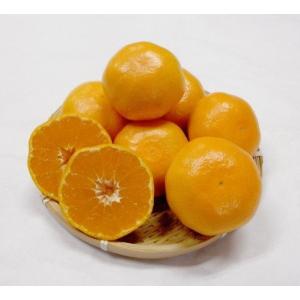 愛媛みかん　家庭用　大玉　10kg