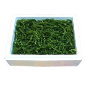 海ぶどう 沖縄 1kg 特選品 活海ぶどう 宜...の詳細画像1