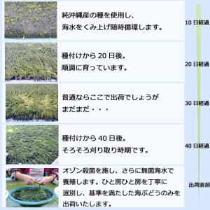海ぶどう 沖縄 1kg 特選品 活海ぶどう 宜...の詳細画像4
