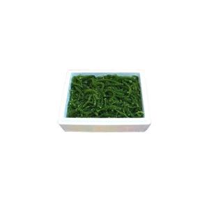 海ぶどう 沖縄 500g 特選品 活海ぶどう ...の詳細画像1