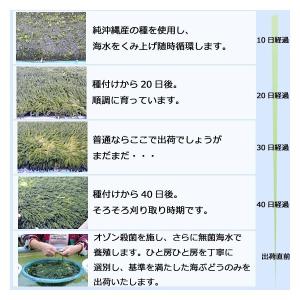 海ぶどう 沖縄 500g 特選品 活海ぶどう ...の詳細画像4