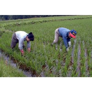 令和7年 新潟産 棚田米 コシヒカリ 5kg ...の詳細画像3