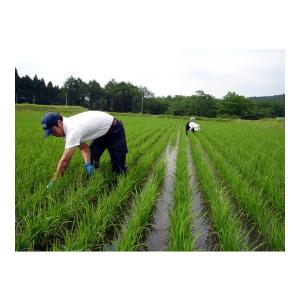 米 5kg 無洗米 令和7年 新潟産 こしいぶ...の詳細画像3