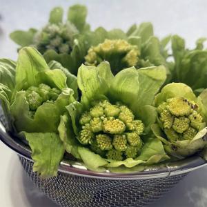 新潟産 ふきのとう 500g 天然 フキノトウ 高原 妙高産