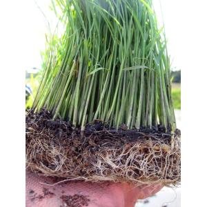 稲苗 3分の1枚 稲の苗 1/3 田植え苗 バ...の詳細画像1