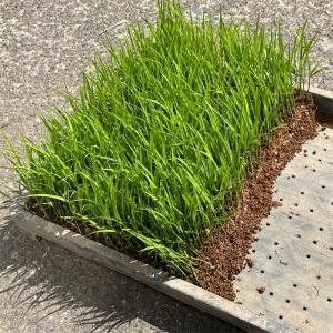 稲苗 3分の1枚 稲の苗 1/3 田植え苗 バ...の詳細画像3