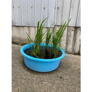 稲苗 3分の1枚 稲の苗 1/3 田植え苗 バ...の詳細画像4