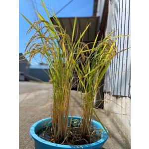 稲苗 3分の1枚 稲の苗 1/3 田植え苗 バ...の詳細画像5