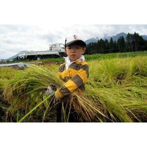 新米 5分づき 令和8年 新潟県産 つきあかり...の詳細画像4