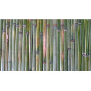 青竹井戸蓋　75✕75 天然竹　真竹 楽天市場】竹井戸蓋（ふた）国産天然（青竹）丸竹直径30mm