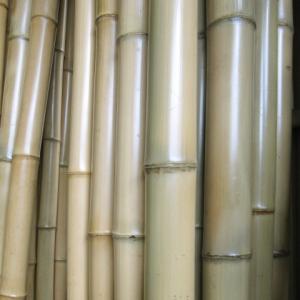 青竹】笠用の竹(半割のみ) 直径7〜8cm×長さ180cm : 越川竹材