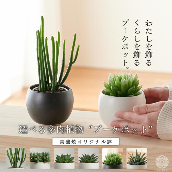 選べる多肉植物 観葉植物 ハオルチア 鉢 おしゃれ ミニ セット 土 小さい 北欧 インテリア 開店...