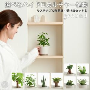 観葉植物 小さい 鉢 おしゃれ 【ground】 パキラ ミニ  小さい 棚  ハイドロカルチャー 引っ越し祝 新築祝 北欧 ミニ観葉植物 コテラ こてら 6cm｜kotera