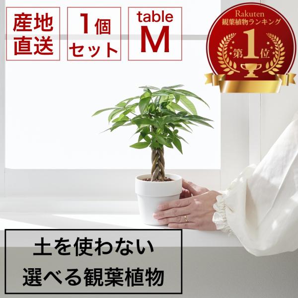 【Mサイズ 選べる1個セット】土を使わない ミニ 観葉植物 小さい ハイドロカルチャー 鉢 おしゃれ...