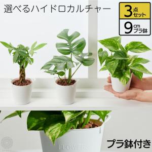 観葉植物 おしゃれ インテリア 鉢 おしゃれ セット 小さい 棚 ハイドロカルチャー 引っ越し祝 新築祝 北欧 ミニ観葉植物 コテラ こてら 9cm