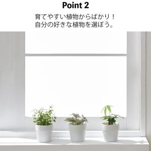 観葉植物 おしゃれ 鉢 陶器鉢 パキラ セット...の詳細画像3