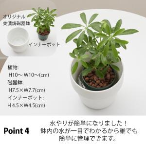 観葉植物 おしゃれ 鉢 陶器鉢 パキラ セット...の詳細画像5