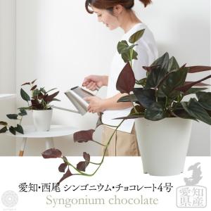 観葉植物 小さい 4号 シンゴニウム チョコレート プランター 鉢 おしゃれ インテリア 北欧 セット 引っ越し祝 新築祝  コテラ