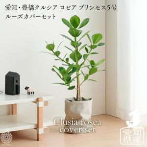 観葉植物 大きい 大型 ルーズカバーセット 鉢 おしゃれ 土 棚 愛知クルシアロゼア5号 たまごリーフ 北欧 開店祝 新築祝 引っ越し祝 かわいい  コテラ