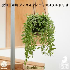 観葉植物 吊り下げ 鉢 おしゃれ お祝い 土 棚 ディスキディア エメラルド 5号 インテリア 北欧 開店祝 新築祝 引っ越し祝 かわいい