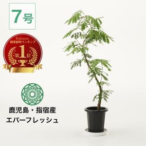 エバーフレッシュ⭐️曲がり⭐️約140cm スタイル◎140cm】エバーフレッシュ 曲がり 7号 観葉植物 室内 大型