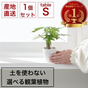 観葉植物 おしゃれ 鉢 陶器鉢 パ キラ セット ハイドロカルチャー サンスベリア 引っ越し祝 新築 祝 ミニ観葉植物 ポトス コテラ こてら 6cm ヤマツ Ktr601m Koteraヤフー店 通販 Yahoo ショッピング