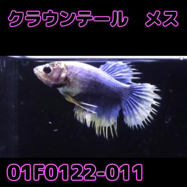 ベタ　クラウンテール　メス 01F0122-011　熱帯魚　生体