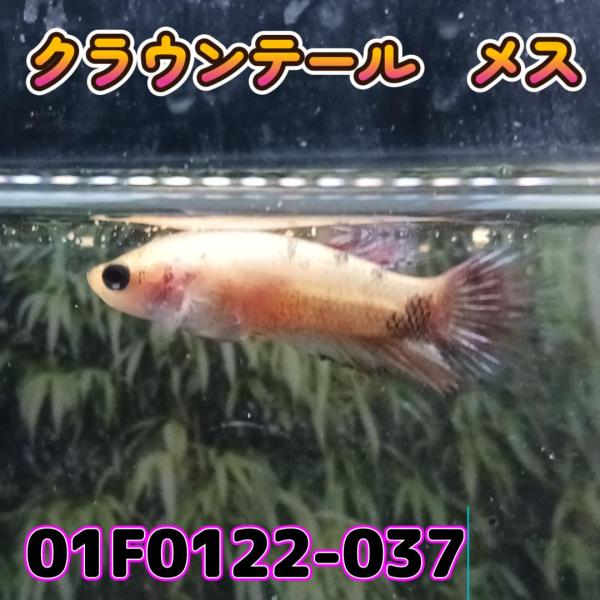 ベタ　クラウンテール　メス コイカラー　01F0122-037　熱帯魚　生体