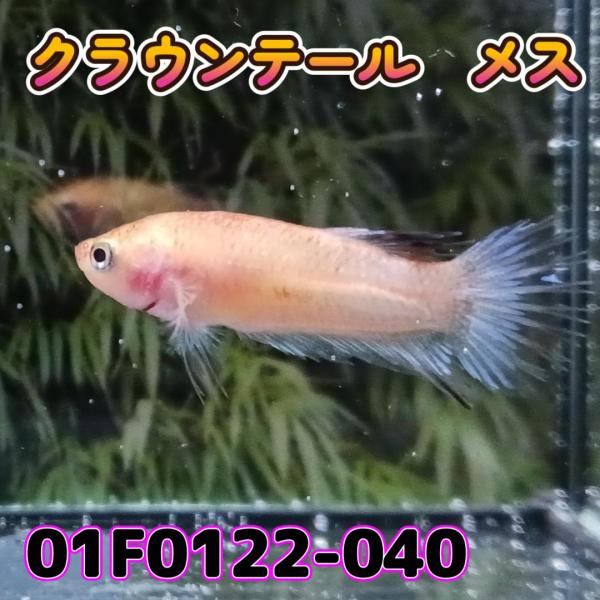 ベタ　クラウンテール　メス コイカラー　01F0122-040　熱帯魚　生体