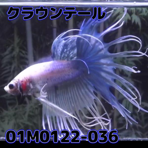 ベタ　クラウンテール　オス　01M0122-036　熱帯魚　生体