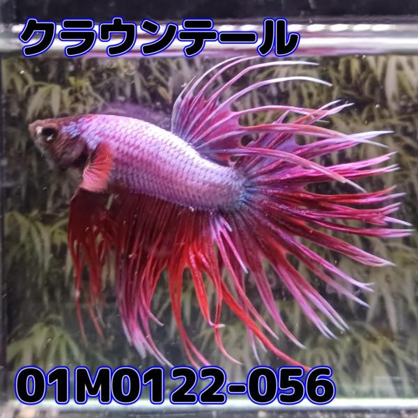 ベタ　クラウンテール　オス　01M0122-056　熱帯魚　生体