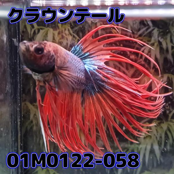 ベタ　クラウンテール　オス　01M0122-058　熱帯魚　生体