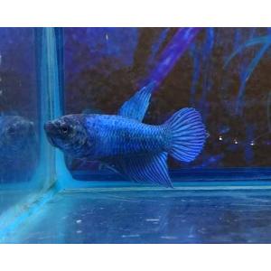 有限会社高知熱帯魚サービス トラディショナル メス ベタ Yahoo ショッピング