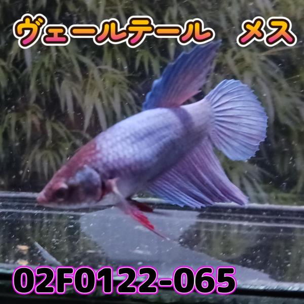 ベタ　ベールテール　メス　02F0122-065　トラディショナル　熱帯魚　生体