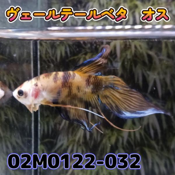 ベタ　ベールテール　オス　タイガー　02M0122-032　トラディショナル　生体　熱帯魚