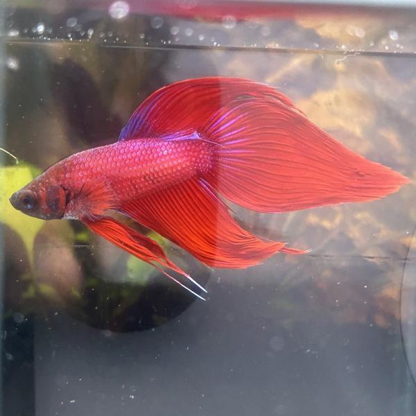 ベタ　ベールテール　オス　ファンシー　02M0301-017　生体　熱帯魚　トラディショナル