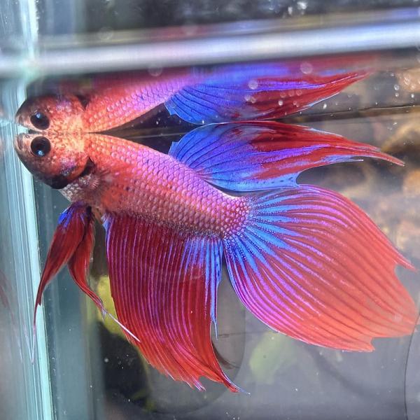 ベタ　ベールテール　オス　ファンシー　02M0301-019　生体　熱帯魚　トラディショナル