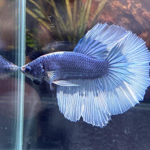 熱帯魚　ショーベタ　オス　ブルーバタフライ　03M0116-077　生体　ハーフムーン