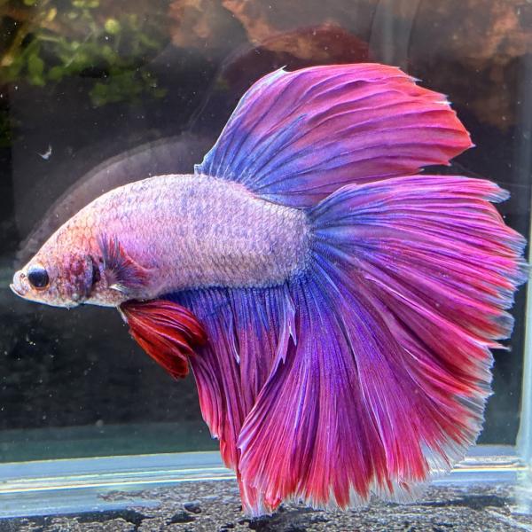 熱帯魚　ショーベタ　オス　ラベンダー　03M0116-084　生体　ハーフムーン