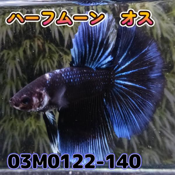 ベタ　ショーベタ　オス　ブラックオーキッド　03M0122-140　ハーフムーン　生体　熱帯魚