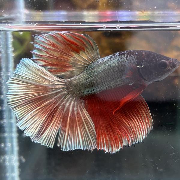熱帯魚　ショーベタ　オス　カッパー　03M0301-015　生体　ハーフムーン