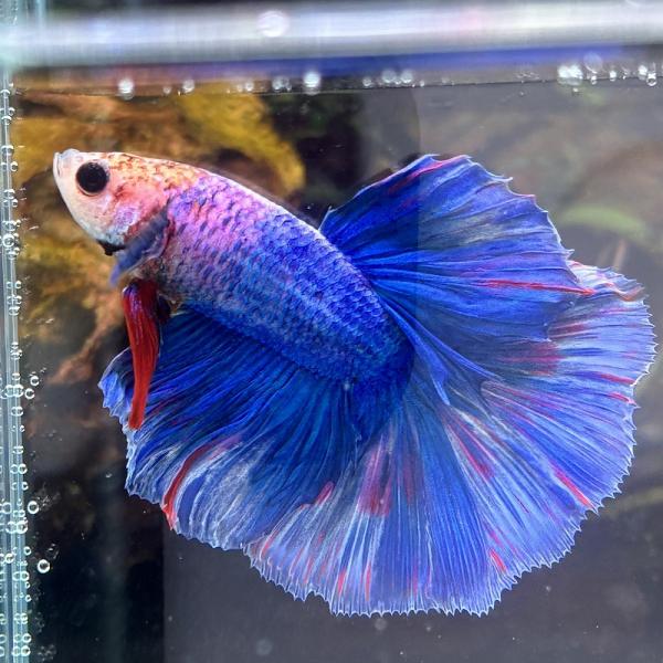 熱帯魚　ショーベタ　オス　ファンシー　03M0301-016　生体　ハーフムーン
