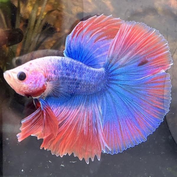 熱帯魚　ショーベタ　オス　ファンシー　03M0301-029　生体　ハーフムーン