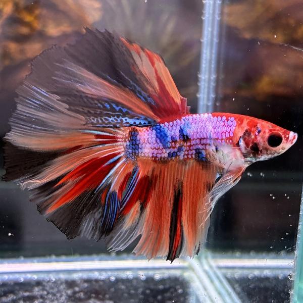 熱帯魚　ショーベタ　オス　キャンディー　03M0301-038　生体　ハーフムーン